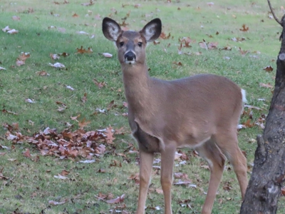 Northern Michigan Home for Sale in Canada Creek Ranch Atlanta MI - image 3