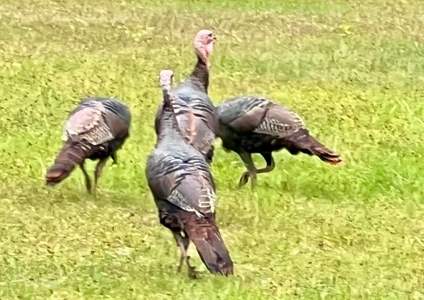 Northern Michigan Home for Sale in Canada Creek Ranch Atlanta MI - image 6