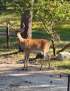 Northern Michigan Home for Sale in Canada Creek Ranch Atlanta MI - image 8