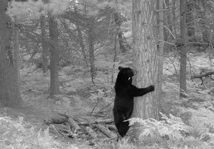 Northern Michigan Home for Sale in Canada Creek Ranch Atlanta MI - image 7