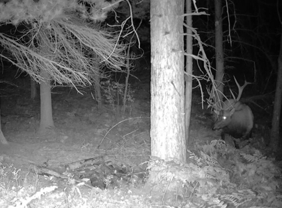 Northern Michigan Home for Sale in Canada Creek Ranch Atlanta MI - image 9