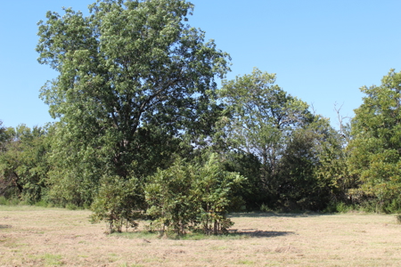 43 Acres for Sale on Pritchard Road, Just Off Hwy 22 - image 6