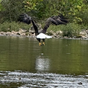 River Front Retreat on Blue Ribbon Trout Stream, Dora, Missouri - image 9