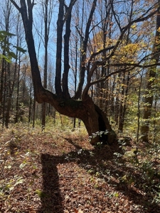 Hunting Acreage For Sale in Herkimer County New York - image 18