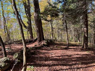 Hunting Acreage For Sale in Herkimer County New York - image 8