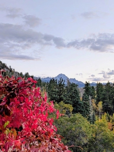 3 Bedroom Mountain Home on 42± Acres for Sale in Ridgway, CO - image 9