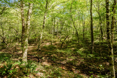 Off-Grid Farm & Recreational Land — 184.93± Acres in Tennessee! - image 37