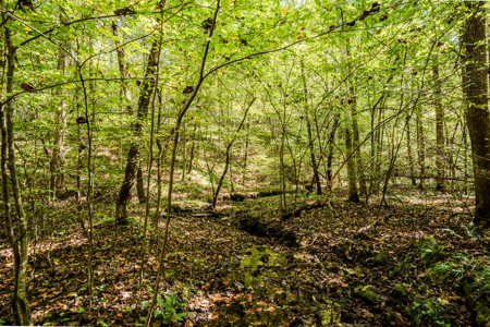Off-Grid Farm & Recreational Land — 184.93± Acres in Tennessee! - image 38