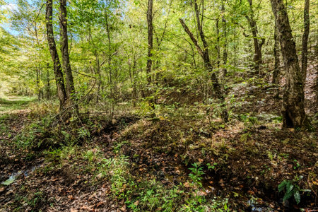 Off-Grid Farm & Recreational Land — 184.93± Acres in Tennessee! - image 18