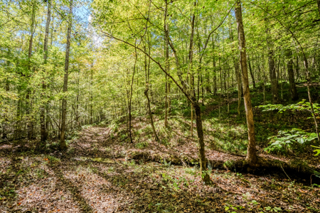 Off-Grid Farm & Recreational Land — 184.93± Acres in Tennessee! - image 19