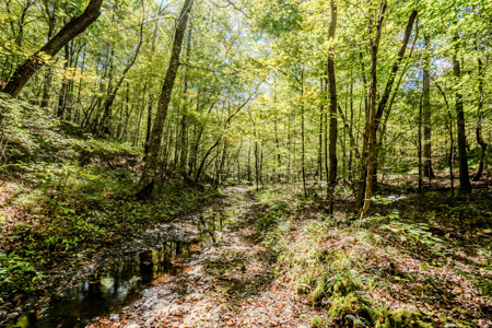 Off-Grid Farm & Recreational Land — 184.93± Acres in Tennessee! - image 21