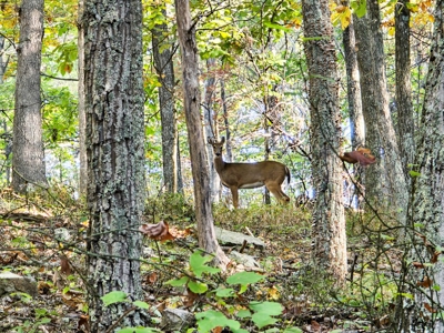 Dream Mountain Home on 125 Private Acres with Epic Views - image 40