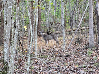 Dream Mountain Home on 125 Private Acres with Epic Views - image 44