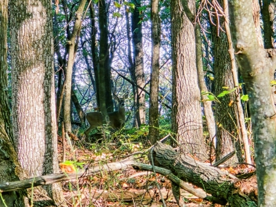 Dream Mountain Home on 125 Private Acres with Epic Views - image 42