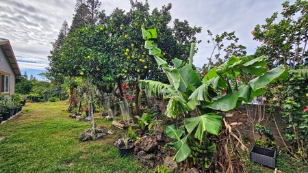 4BR 2BA Hawaii home w/ocean views, gardens, & fruit trees - image 17