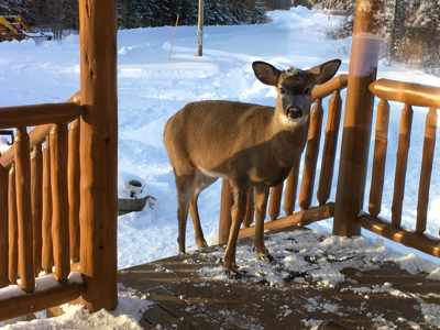 Maine Country Home on 36 Acres of Peace and Privacy - image 36