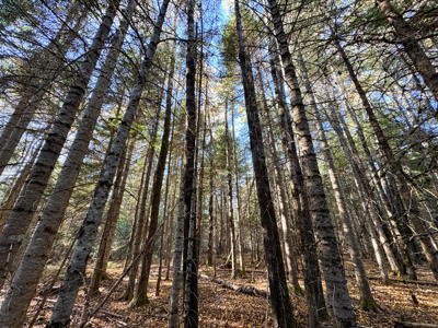 Maine Country Home on 36 Acres of Peace and Privacy - image 37