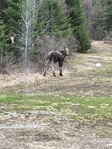 Maine Country Home on 36 Acres of Peace and Privacy - image 40