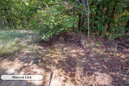 Hunting & Recreation Estate on 90+ Acres in Benton County, TN - image 1