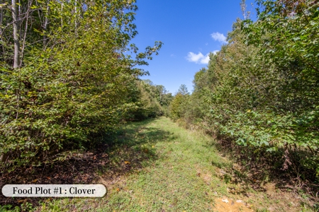 Hunting & Recreation Estate on 90+ Acres in Benton County, TN - image 4