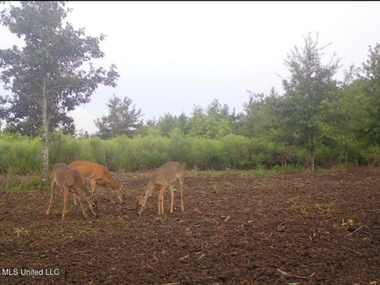 Tensas Parish Land Near Lake St. John - 80 Acres