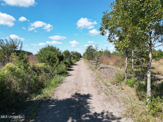Tensas Parish Land Near Lake St. John - 80 Acres
