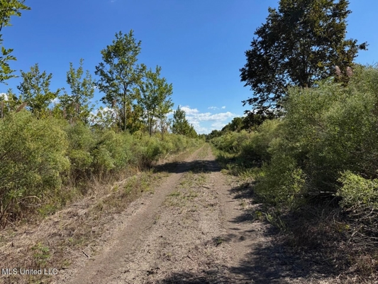Tensas Parish Land Near Lake St. John - 80 Acres