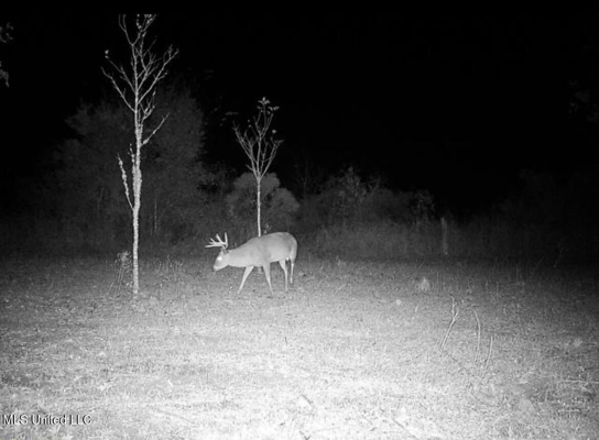Tensas Parish Land Near Lake St. John - 80 Acres
