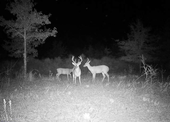 Tensas Parish Land Near Lake St. John - 80 Acres