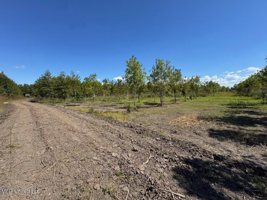 Tensas Parish Land Near Lake St. John - 80 Acres