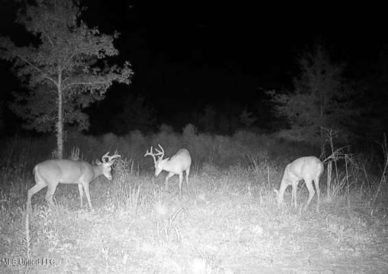 Tensas Parish Land Near Lake St. John - 80 Acres