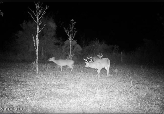 Tensas Parish Land Near Lake St. John - 80 Acres