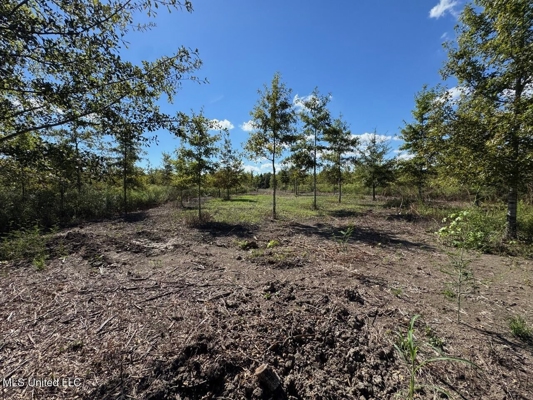 Tensas Parish Land Near Lake St. John - 80 Acres