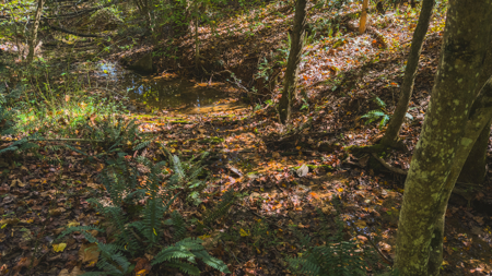 Acreage for sale Yadkin County NC/Land for sale Hamptonville NC! - image 25