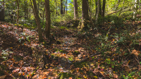 Acreage for sale Yadkin County NC/Land for sale Hamptonville NC! - image 15
