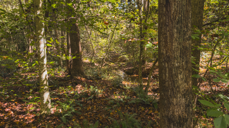 Acreage for sale Yadkin County NC/Land for sale Hamptonville NC! - image 14