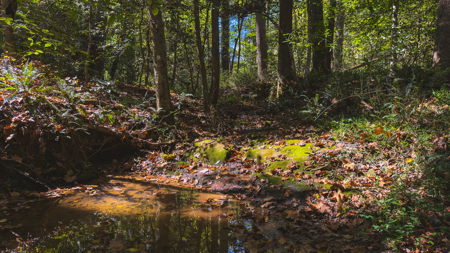 Acreage for sale Yadkin County NC/Land for sale Hamptonville NC! - image 18