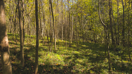Acreage for sale Yadkin County NC/Land for sale Hamptonville NC! - image 12