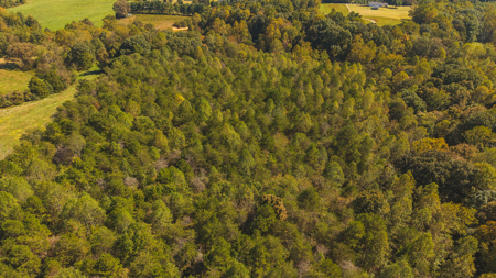 Acreage for sale Yadkin County NC/Land for sale Hamptonville NC! - image 4