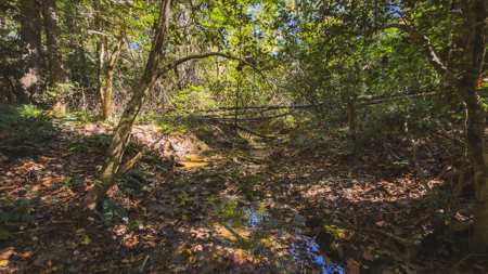 Acreage for sale Yadkin County NC/Land for sale Hamptonville NC! - image 17