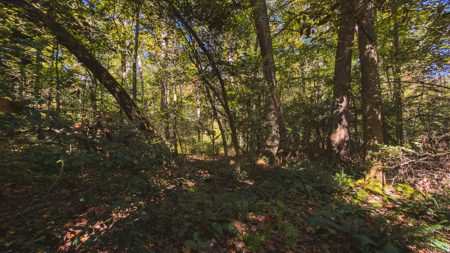 Acreage for sale Yadkin County NC/Land for sale Hamptonville NC! - image 19