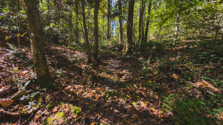 Acreage for sale Yadkin County NC/Land for sale Hamptonville NC! - image 16
