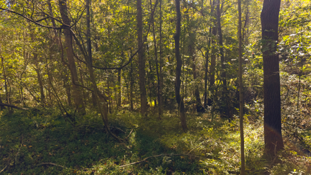 Acreage for sale Yadkin County NC/Land for sale Hamptonville NC! - image 13