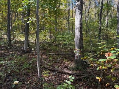 Shenandoah's Edge: 58 Acres of Wild Virginia History - image 15