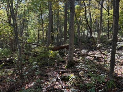 Shenandoah's Edge: 58 Acres of Wild Virginia History - image 14