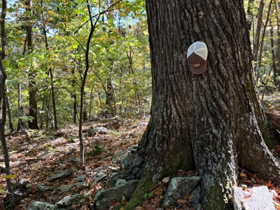 Shenandoah's Edge: 58 Acres of Wild Virginia History - image 10