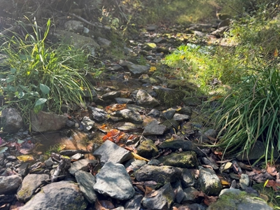 Shenandoah's Edge: 58 Acres of Wild Virginia History - image 13