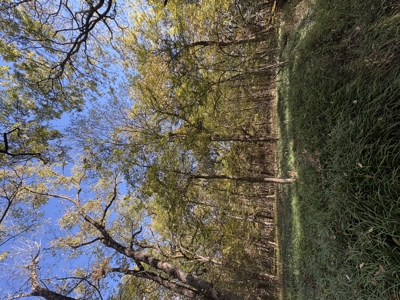 Peaceful 43± Acre Retreat Near Paris, TX - image 42