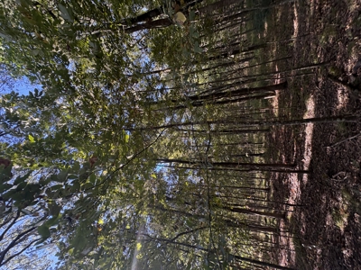 Peaceful 43± Acre Retreat Near Paris, TX - image 35