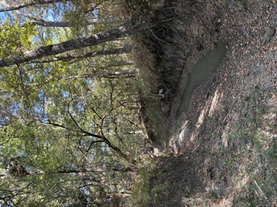 Peaceful 43± Acre Retreat Near Paris, TX - image 19